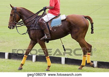 Low section view of a man playing polo View Large Photo Image Stock Photo - Low section view of a man playing polo. Fotosearch