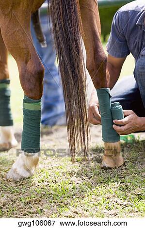 Mid section view of a man rolling a bandage on a horse leg View Large Photo Image Stock Photo - Mid section view of a man rolling a bandage on a horse leg. Fotosearch