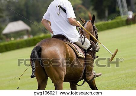 Rear view of a man playing polo View Large Photo Image Stock Image - Rear view of a man playing polo. Fotosearch