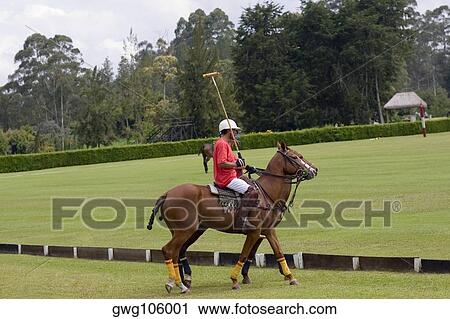 Side profile of a man playing polo View Large Photo Image Stock Image - Side profile of a man playing polo. Fotosearch