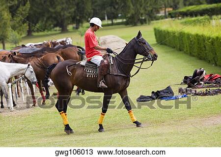 Side profile of a man playing polo View Large Photo Image Stock Image - Side profile of a man playing polo. Fotosearch