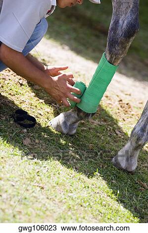 Side profile of a man rolling a bandage on a horse leg View Large Photo Image Stock Image - Side profile of a man rolling a bandage on a horse leg. Fotosearch