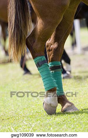 Close-up of horse legs wrapped with bandages View Large Photo Image Stock Photo - Close-up of horse legs wrapped with bandages. Fotosearch