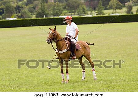 Man playing polo View Large Photo Image Stock Image - Man playing polo. Fotosearch
