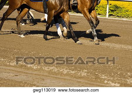 Stock Photo - Low section view of a group of horses at the horseracing track. Fotosearch