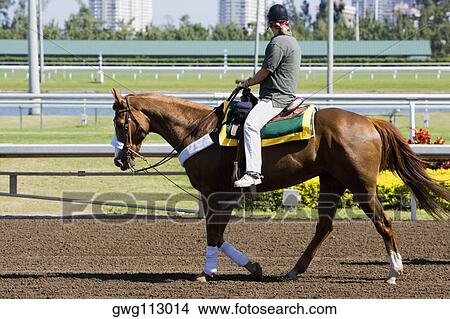 Side profile of a jockey riding a horse on a horseracing track View Large Photo Image Picture - Side profile of a jockey riding a horse on a horseracing track. Fotosearch