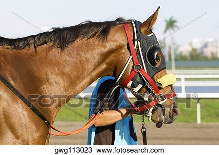 Stock Image - Side profile of a man holding the rein of a racehorse on a horseracing track. Fotosearch