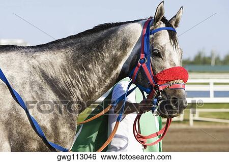 Side profile of a man holding the rein of a racehorse on a horseracing track View Large Photo Image Stock Photograph - Side profile of a man holding the rein of a racehorse on a horseracing track. Fotosearch