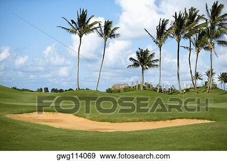 Stock Photo - Palm trees in a golf course, Kauai, Hawaii Islands, USA. Fotosearch