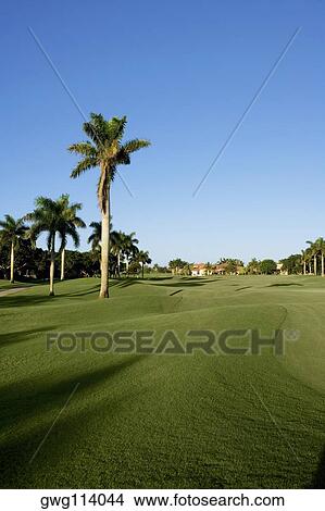 Palm trees in a golf course View Large Photo Image Picture - Palm trees in a golf course. Fotosearch
