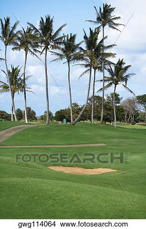 Palm trees in a golf course View Large Photo Image Picture - Palm trees in a golf course. Fotosearch