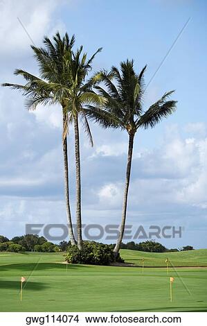 Palm trees in a golf course View Large Photo Image Picture - Palm trees in a golf course. Fotosearch