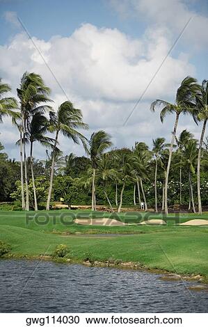 Stock Image - Palm trees in a golf course. Fotosearch