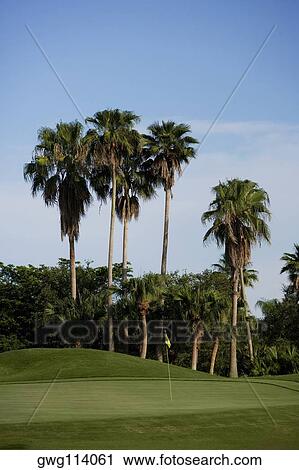 Palm trees in a golf course View Large Photo Image Stock Image - Palm trees in a golf course. Fotosearch