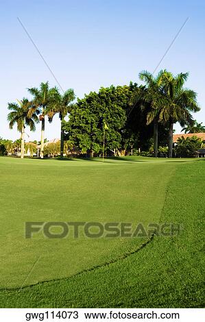 Palm trees in a golf course View Large Photo Image Stock Image - Palm trees in a golf course. Fotosearch