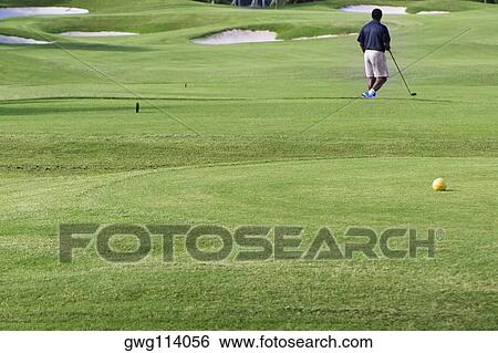 Rear view of a man playing golf in a golf course View Large Photo Image Stock Photograph - Rear view of a man playing golf in a golf course. Fotosearch