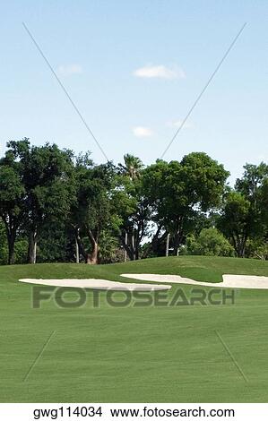 Trees in a golf course View Large Photo Image Picture - Trees in a golf course. Fotosearch