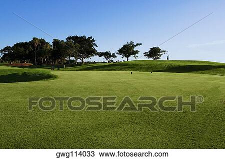 Trees in a golf course View Large Photo Image Stock Image - Trees in a golf course. Fotosearch