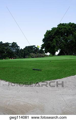 Trees in a golf course View Large Photo Image Stock Image - Trees in a golf course. Fotosearch