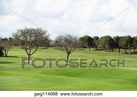 Trees in a golf course View Large Photo Image Stock Photo - Trees in a golf course. Fotosearch