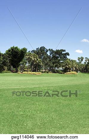 Trees in a golf course View Large Photo Image Stock Photograph - Trees in a golf course. Fotosearch