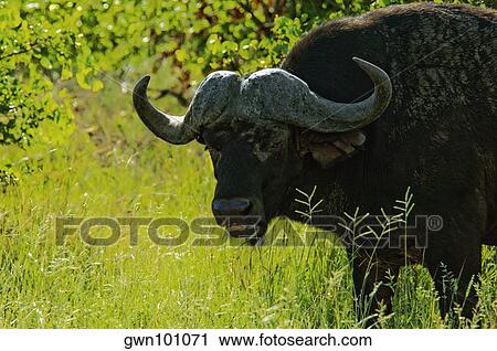 African Buffalo (Syncerus caffer) in a forest, Motswari Game Reserve, South Africa View Large Photo Image Stock Image - African Buffalo (Syncerus caffer) in a forest, Motswari Game Reserve, South Africa. Fotosearch