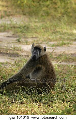 Stock Photography - Baboon sitting in a forest, Chobe National Park, Botswana. Fotosearch