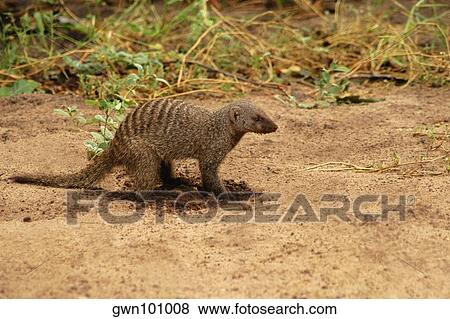 Stock Photo - Banded mongoose (Mungos mungo) digging in a forest, Chobe National Park, Botswana. Fotosearch