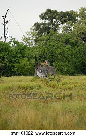 Cheetah (Acinonyx jubatus) sitting on a tree stump in a forest, Okavango Delta, Botswana View Large Photo Image Stock Image - Cheetah (Acinonyx jubatus) sitting on a tree stump in a forest, Okavango Delta, Botswana. Fotosearch