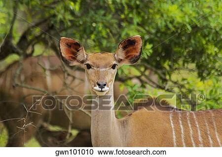 Close-up of a female Kudu (Tragelaphus strepsiceros) in a forest, Kruger National Park, Mpumalanga Province, South Africa View Large Photo Image Stock Image - Close-up of a female Kudu (Tragelaphus strepsiceros) in a forest, Kruger National Park, Mpumalanga Province, South Africa. Fotosearch