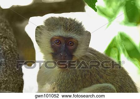 Close-up of a Vervet monkey (Cercopithecus aethiops) on a tree, Makalali Game Reserve, South Africa View Large Photo Image Stock Image - Close-up of a Vervet monkey (Cercopithecus aethiops) on a tree, Makalali Game Reserve, South Africa. Fotosearch