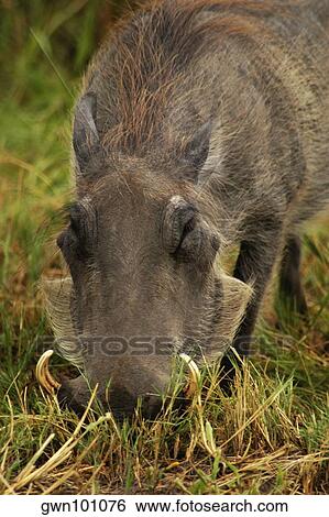 Close-up of a Warthog (Phacochoerus aethiopicus) looking for meal in a forest, Okavango Delta, Botswana View Large Photo Image Stock Photograph - Close-up of a Warthog (Phacochoerus aethiopicus) looking for meal in a forest, Okavango Delta, Botswana. Fotosearch