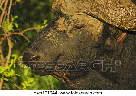 Close-up of an African Buffalo (Syncerus caffer) in a forest, Motswari Game Reserve, South Africa View Large Photo Image Picture - Close-up of an African Buffalo (Syncerus caffer) in a forest, Motswari Game Reserve, South Africa. Fotosearch