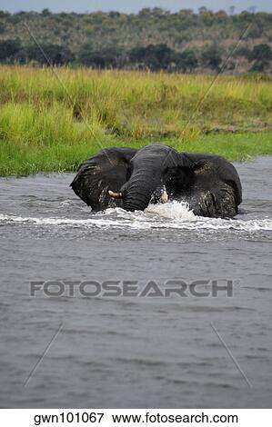 Stock Photo - Elephant bathing in a river, Chobe National Park, Botswana. Fotosearch