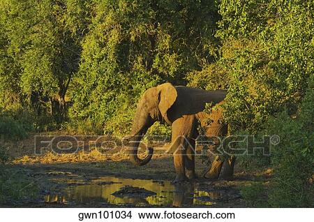 Elephant in a forest, Makalali Game Reserve, South Africa View Large Photo Image Picture - Elephant in a forest, Makalali Game Reserve, South Africa. Fotosearch