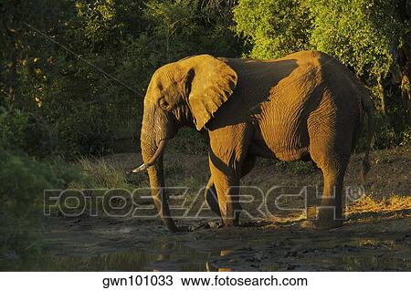 Elephant in a forest, Makalali Game Reserve, South Africa View Large Photo Image Stock Image - Elephant in a forest, Makalali Game Reserve, South Africa. Fotosearch