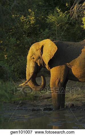 Elephant in a forest, Makalali Game Reserve, South Africa View Large Photo Image Stock Photo - Elephant in a forest, Makalali Game Reserve, South Africa. Fotosearch