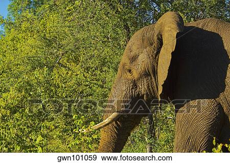 Elephant in a forest, Makalali Game Reserve, South Africa View Large Photo Image Stock Photo - Elephant in a forest, Makalali Game Reserve, South Africa. Fotosearch