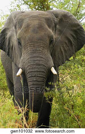 Elephant in a forest, Okavango Delta, Botswana View Large Photo Image Stock Image - Elephant in a forest, Okavango Delta, Botswana. Fotosearch