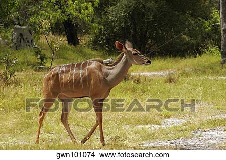 Female kudu (Tragelaphus strepsiceros) in a forest, Okavango Delta, Botswana View Large Photo Image Picture - Female kudu (Tragelaphus strepsiceros) in a forest, Okavango Delta, Botswana. Fotosearch