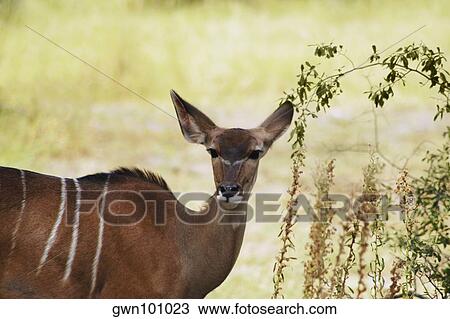 Female kudu (Tragelaphus strepsiceros) in a forest, Okavango Delta, Botswana View Large Photo Image Stock Image - Female kudu (Tragelaphus strepsiceros) in a forest, Okavango Delta, Botswana. Fotosearch