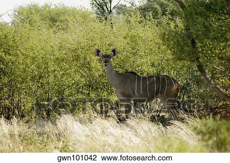Female kudu (Tragelaphus strepsiceros) in a forest, Okavango Delta, Botswana View Large Photo Image Stock Image - Female kudu (Tragelaphus strepsiceros) in a forest, Okavango Delta, Botswana. Fotosearch