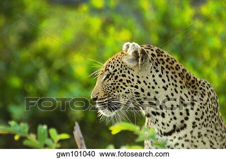 Stock Image - Female leopard (Panthera pardus) in a forest, Motswari Game Reserve, South Africa. Fotosearch
