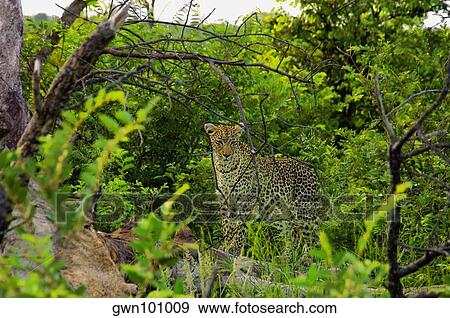 Female leopard (Panthera pardus) standing on a tree stump in a forest, Motswari Game Reserve, South Africa View Large Photo Image Stock Photo - Female leopard (Panthera pardus) standing on a tree stump in a forest, Motswari Game Reserve, South Africa. Fotosearch