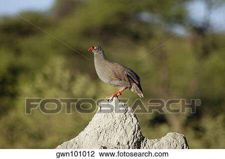 Francolin perching on a termite mound, Kalahari Desert, Botswana View Large Photo Image Stock Image - Francolin perching on a termite mound, Kalahari Desert, Botswana. Fotosearch