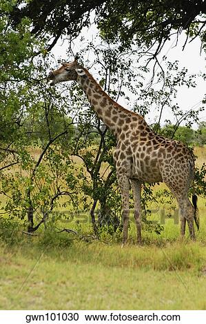 Giraffe (Giraffa camelopardalis) eating leaves in a forest, Okavango Delta, Botswana View Large Photo Image Stock Image - Giraffe (Giraffa camelopardalis) eating leaves in a forest, Okavango Delta, Botswana. Fotosearch