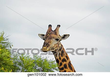 Giraffe (Giraffa camelopardalis) in a forest, Kruger National Park, Mpumalanga Province, South Africa View Large Photo Image Stock Image - Giraffe (Giraffa camelopardalis) in a forest, Kruger National Park, Mpumalanga Province, South Africa. Fotosearch