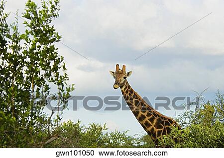 Stock Image - Giraffe (Giraffa camelopardalis) in a forest, Motswari Game Reserve, South Africa. Fotosearch