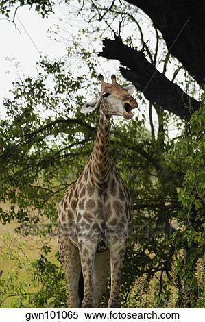 Giraffe (Giraffa camelopardalis) in a forest, Okavango Delta, Botswana View Large Photo Image Stock Photography - Giraffe (Giraffa camelopardalis) in a forest, Okavango Delta, Botswana. Fotosearch