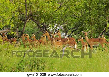Stock Photograph - Herd of Impalas (Aepyceros melampus) in a forest, Motswari Game Reserve, South Africa. Fotosearch